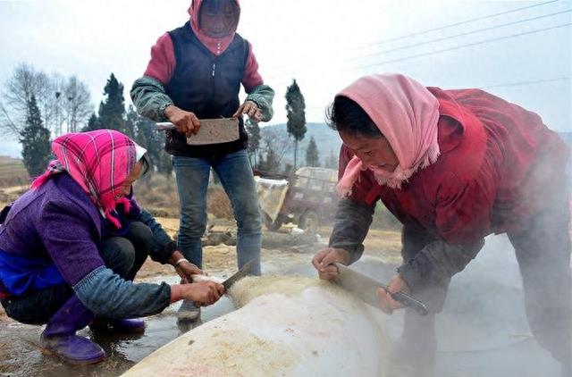 农村女人杀猪宰羊刀法娴熟，杀鸡宰鸭更是常事，让人佩服