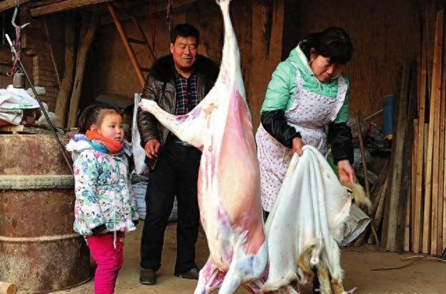 农村女人杀猪宰羊刀法娴熟，杀鸡宰鸭更是常事，让人佩服