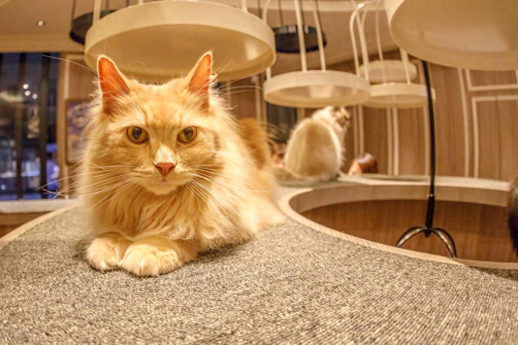 长毛种猫有哪些品种？