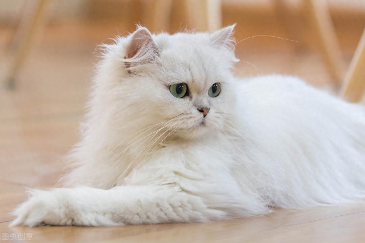 长毛种猫有哪些品种？