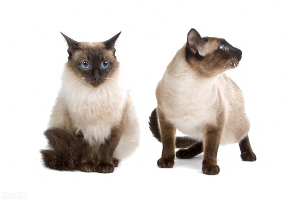 长毛种猫有哪些品种？
