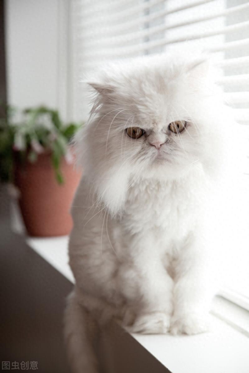 长毛种猫有哪些品种？