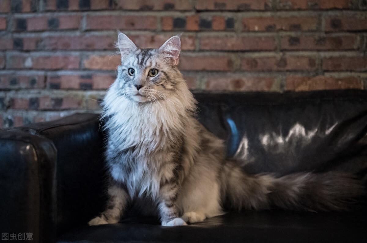 长毛种猫有哪些品种？